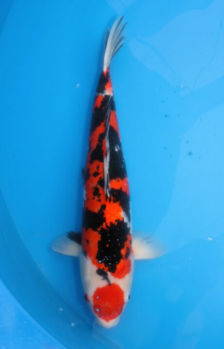 Mar023 Marusei Maruten Sanke 60cm