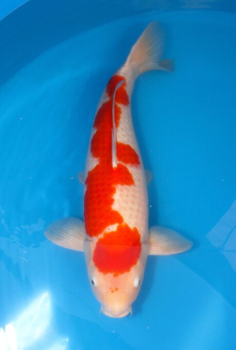 Mazu01 Maruhide Kohaku 65 cm