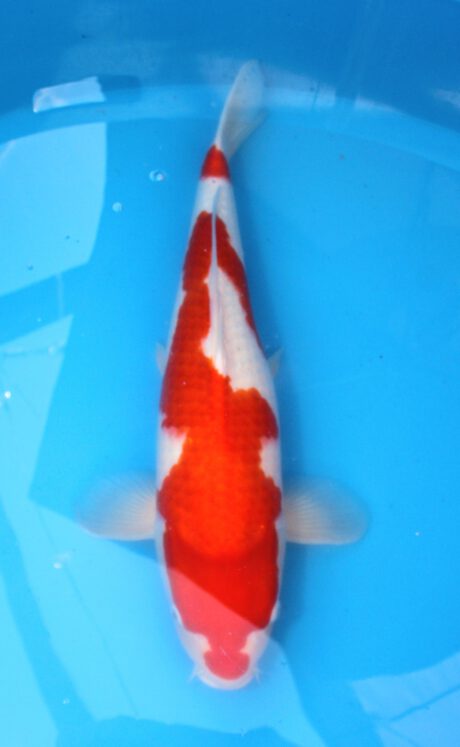 Mrh008 Maruhide Kohaku 65cm