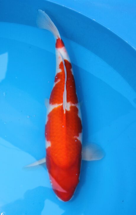 Mrh010 Maruhide Kohaku 65cm