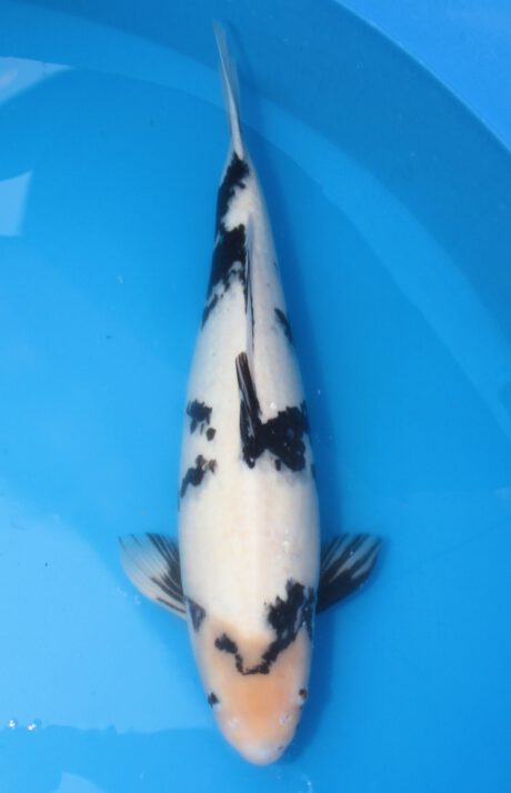 Omzu01 Omosako Shiro Utsuri 68cm