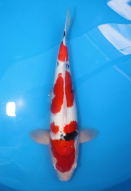 Mar053 Marusei Sanke 67cm
