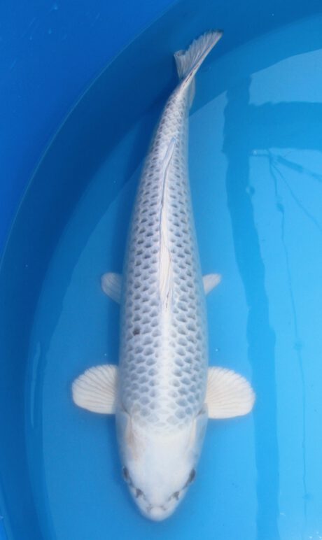 Skz002 Sakazume Gin Matsuba 65cm