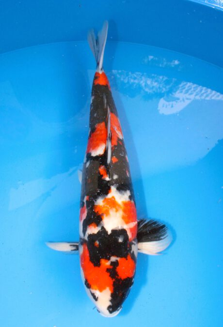 Mry004 Maruyama Showa 62cm