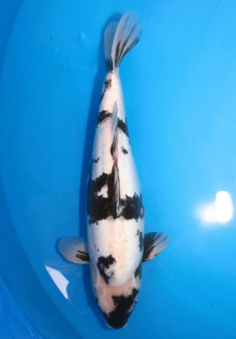 Miy003 Miyatora Doitsu Shiro Utsuri 58cm