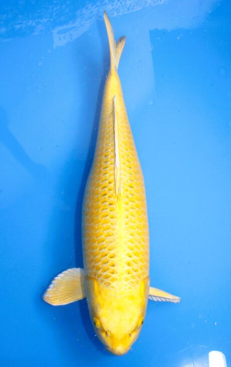 Skz001   Sakazume Yamabuki       (Ki Matsuba )   67cm