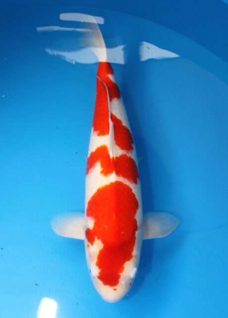 Mry005   Maruyama  Kohaku  63cm