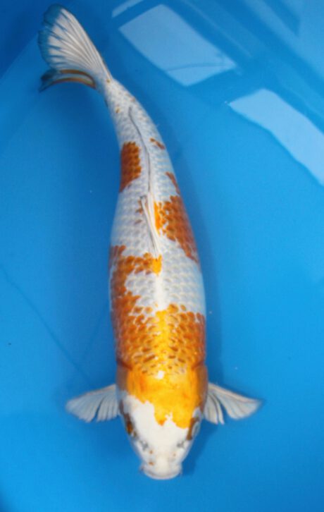 Wad002    Wada    Kirin      61cm