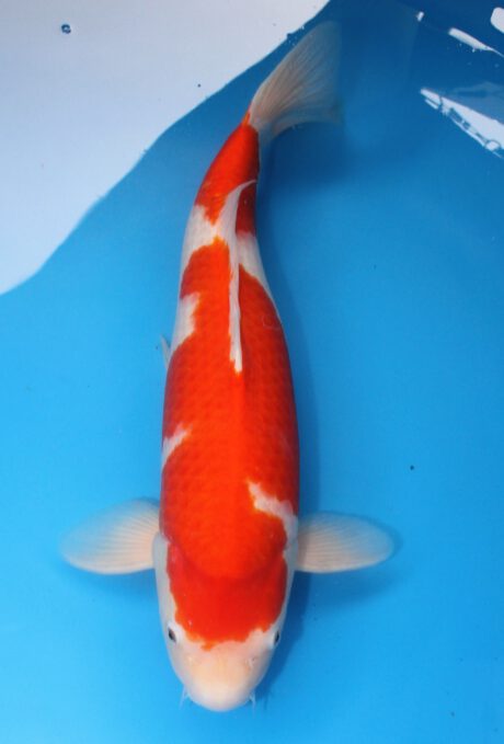 Mrh002 Maruhide Kohaku 56cm