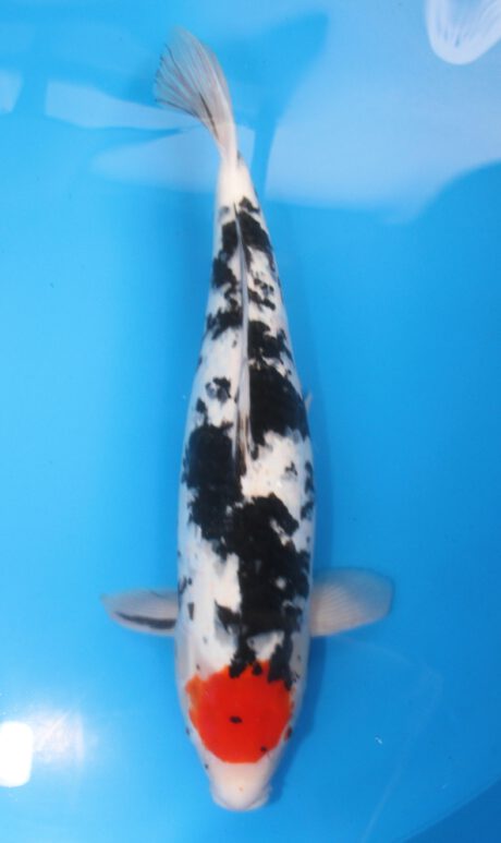 Miy004 Miyatora Doitsu Tancho Sanke 58cm