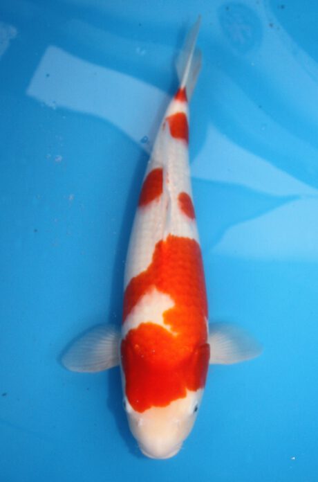 Mrh006    Maruhide    Kohaku    56cm