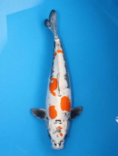 Kos004 Kase / Koshiji Beni Kikokuryu 56cm