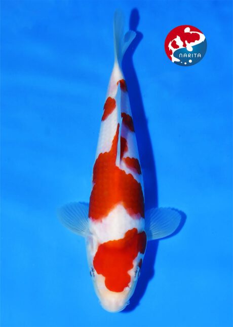 TaniAzu01 Taniguchi Kohaku Tosai (in Azukari -Ap.2027)