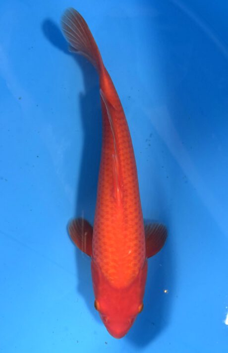 Ogata013      Benigoi   Tosai   Taihoi  Blutlinie       40cm