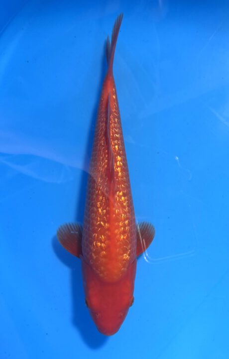 Ogata014       Ginrin Benigoi   Tosai   Taihoi  Blutlinie       35cm