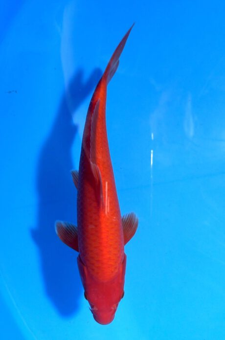 Ogata015      Benigoi   Tosai   Taihoi  Blutlinie       33cm