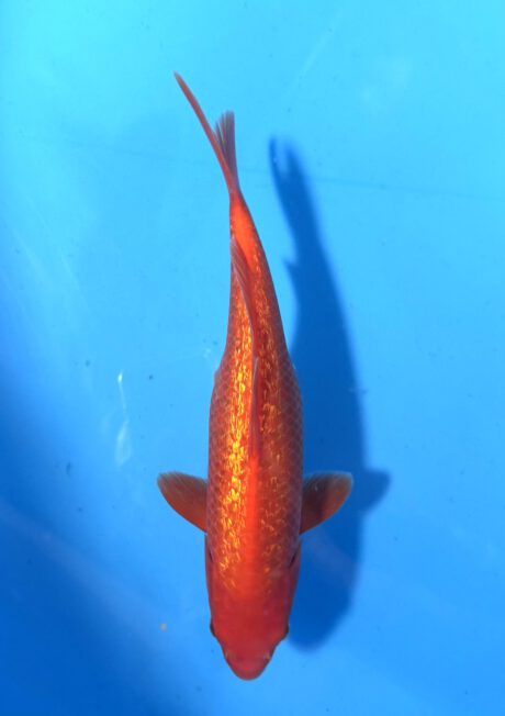 Ogata016       Ginrin Benigoi    Tosai  Taihoi  Blutlinie       31cm