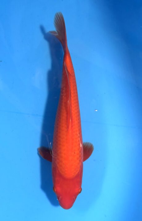 Ogata017      Benigoi   Tosai   Taihoi  Blutlinie      35cm