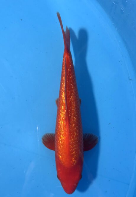 Ogata018 Ginrin Benigoi Tosai Taihoi Blutlinie 32cm