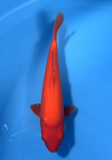 Ogata019 Benigoi Tosai Taihoi Blutlinie 36cm