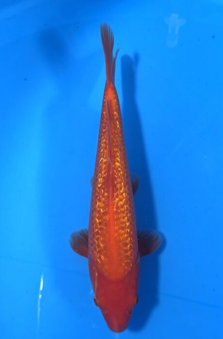 Ogata020 Ginrin Benigoi Tosai Taihoi Blutlinie 32cm