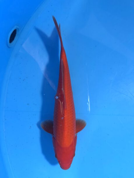 Ogata021 Benigoi Tosai Taihoi Blutlinie 31cm