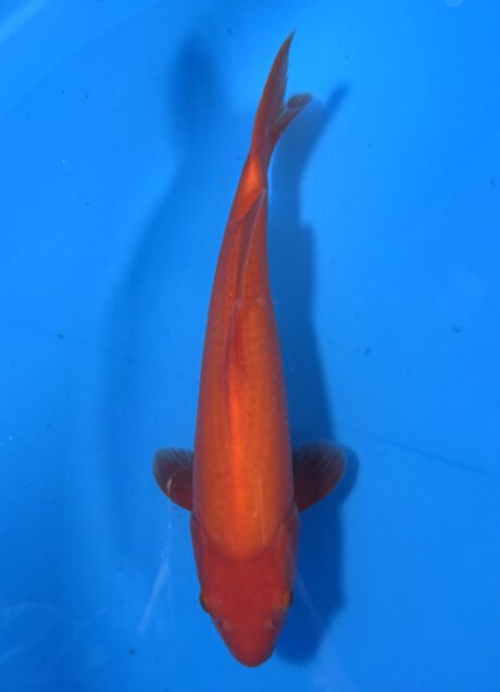Ogata022 Benigoi Tosai Taihoi Blutlinie 35cm