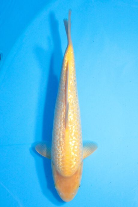 Dain0106 Dainichi HQ Tosai Ginrin Karashi 35cm
