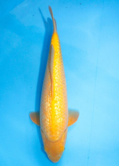 Dain0107 Dainichi HQ Tosai Ginrin Karashi 43cm