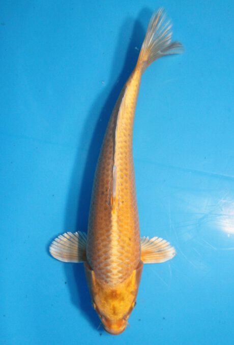Momo61    Momotaro    Jumbo Tosai   Female      Wagoi Hikari   33cm