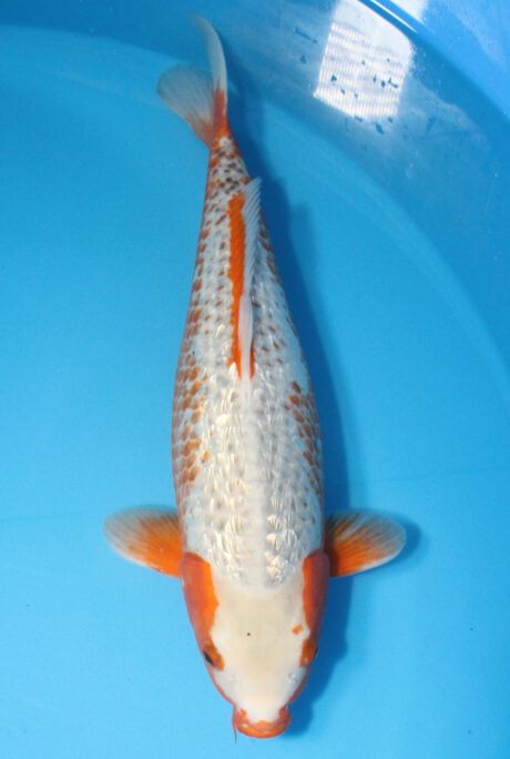 Yao002 Yamanaka Ooya Female Ginrin Kanoko Asagi 51cm