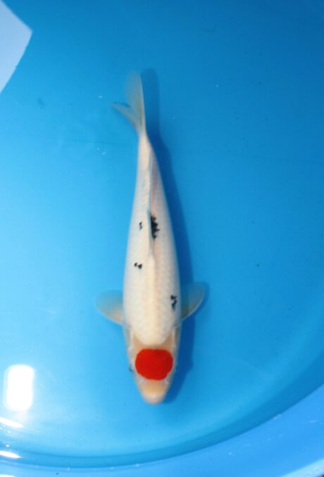 Momo14 Momotaro HQ Female Tosai Tancho Sanke 40cm