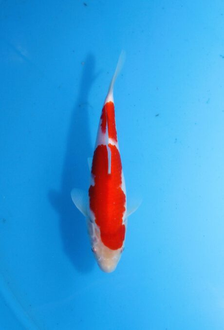 Momo34 Momotaro HQ Kohaku 24cm