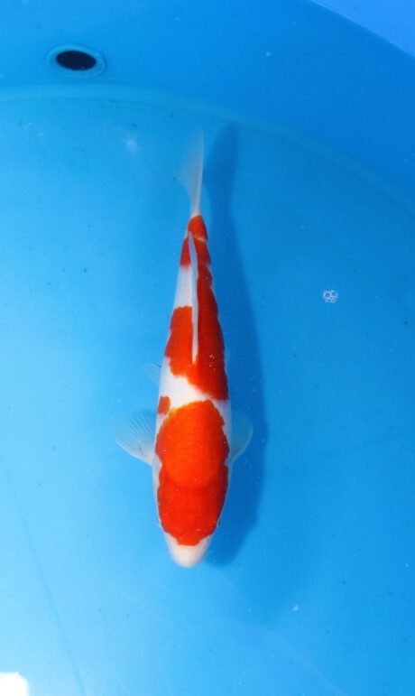 Momo36 Momotaro HQ Kohaku 31cm