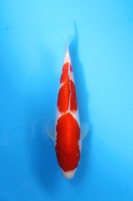 Momo33 Momotaro HQ Kohaku 25cm