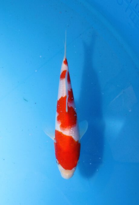 Momo22 Momotaro HQ Kohaku 21cm