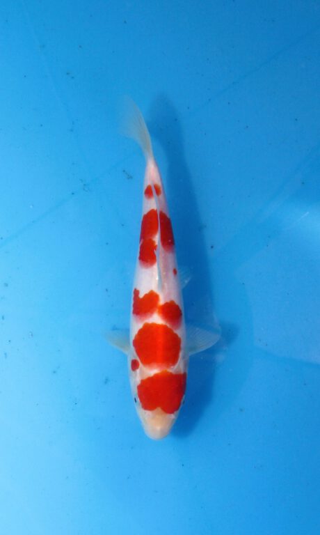 Momo25 Momotaro HQ Kohaku 22cm