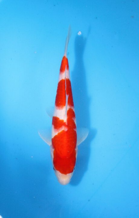Momo30 Momotaro HQ Kohaku 25cm
