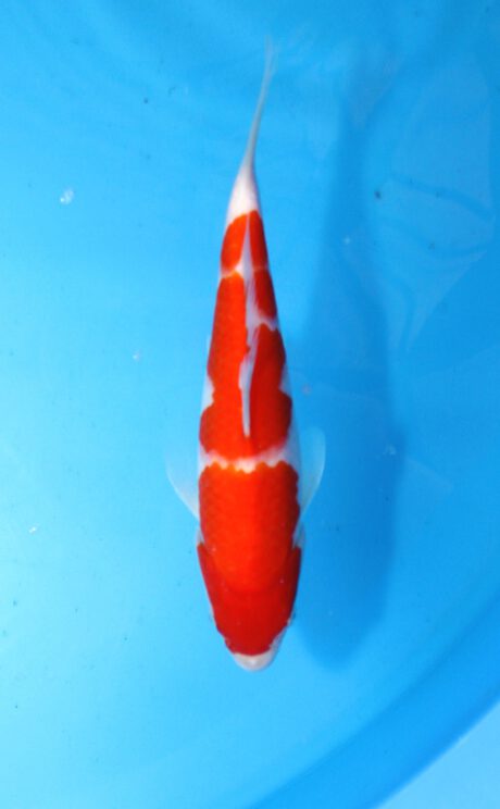 Momo28 Momotaro HQ Kohaku 23cm