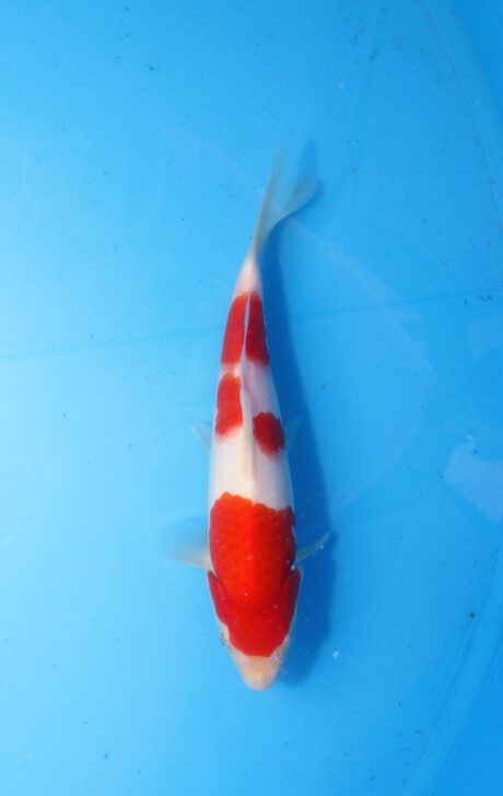Momo31 Momotaro HQ Kohaku 24cm