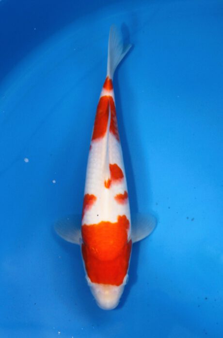 Miy001 Miyatora HQ Tosai Kohaku 27cm
