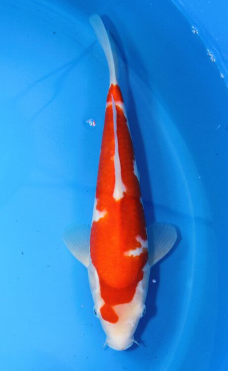 Mry006 Maruyama HQ Tosai Kohaku 31cm