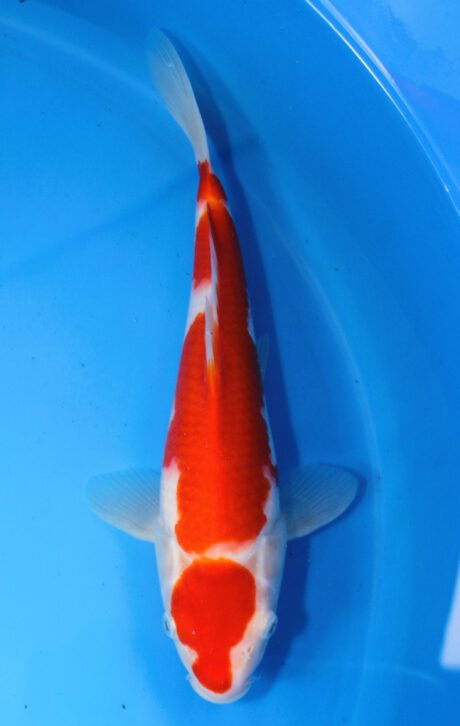 Mry007 Maruyama HQ Tosai Kohaku 29cm
