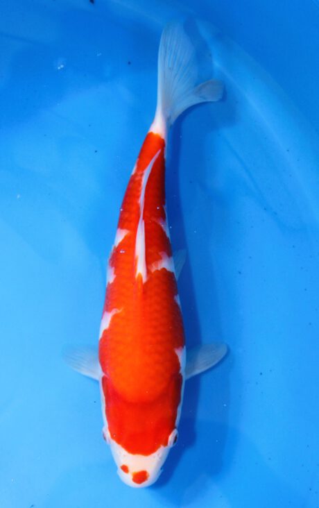 Mry008 Maruyama HQ Tosai Kohaku 29cm