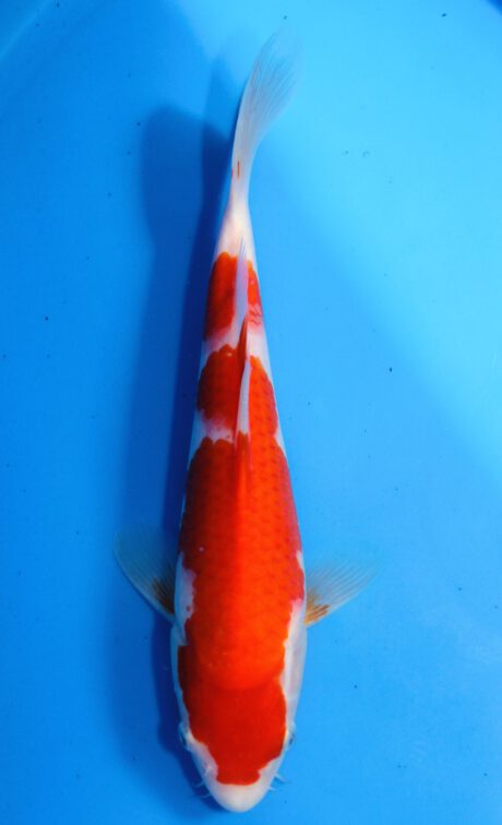 Mry009 Maruyama HQ Tosai Kohaku 27cm