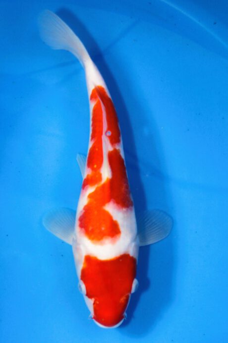 Mry010 Maruyama HQ Tosai Kohaku 28cm