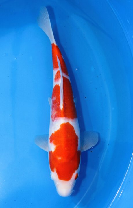 Mry011 Maruyama HQ Tosai Kohaku 34cm