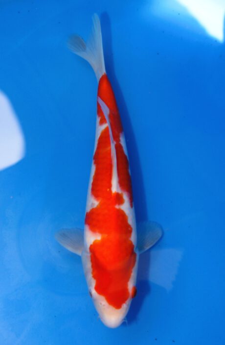 Mry012 Maruyama HQ Tosai Kohaku 31cm