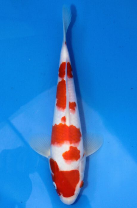 Mry013 Maruyama HQ Tosai Kohaku 29cm