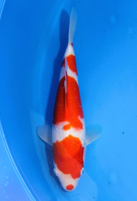 Mry015 Maruyama HQ Tosai Kohaku 26cm